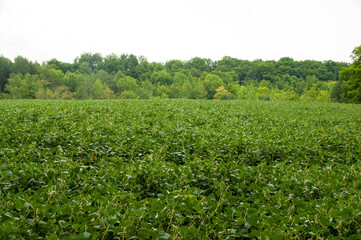 Fototapeta na wymiar A soybean field in the summer