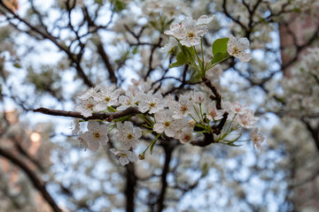 tree blossom