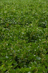A soybean field in the summer