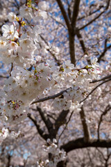 blossom in spring