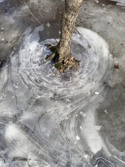 thin transparent ice on a puddle in the park on a spring day, foliage through the ice, tree through ice
