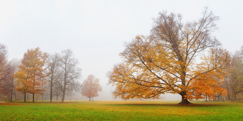 Fototapeta premium Autumn landscape - view of a foggy autumn park with paths and wooden benches in the early morning
