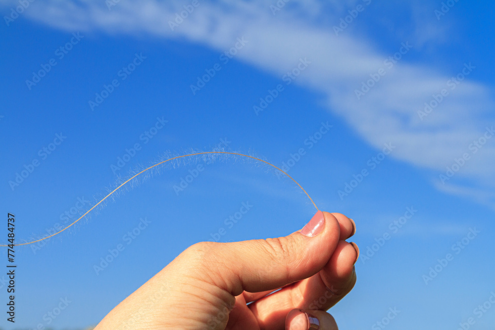 Canvas Prints close-up view of a stalk of a feather grass waving in the wind against the sky on sunny day, selecti