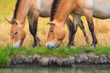 Summer landscape - view of Przewalski's horses close-up grazing on the river bank in the dry steppe