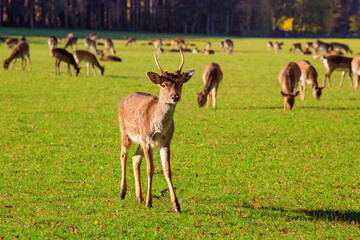 Young male red deer (Cervus elaphus) grazing in the meadow at The Wildpark Poing which is a wildlife park near the town of Poing, Bavaria, Germany