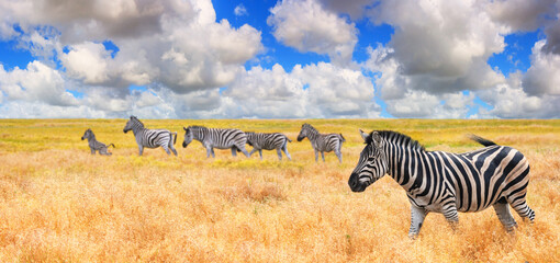 Natural landscape, banner, panorama - view of a herd of zebras grazing in high grass under the hot summer sun. Wildlife scene from nature