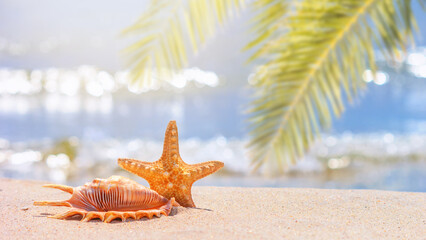 View of a beach with starfish and seashell under the hot tropical sun, selective focus. Concept of sandy beach holiday, background with copy space for text