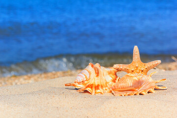 View of a beach with seashell and starfish on the sand under the hot summer sun, selective focus. Concept of sandy beach holiday, background with copy space for text