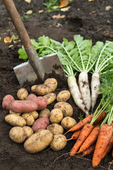 Bunch of organic daikon radish and carrot, freshly harvested potato with shovel on soil in garden....