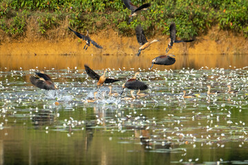 Flocks of lesser whistling duck around lakes 