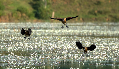 Flocks of lesser whistling duck around lakes 