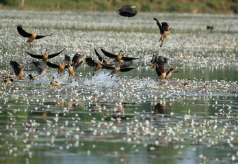 Flocks of lesser whistling duck around lakes 