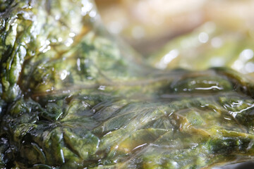 Macro shot of rotten salad leaf or lettuce