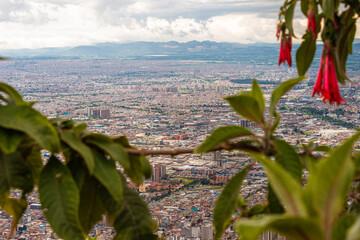 Branch with red rose with the beautiful Bogotá in the background in the day