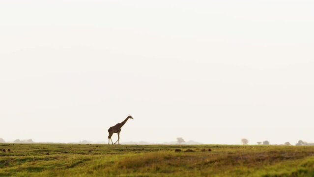 A wide angle shot of a Northern giraffe walking in Chobe National Park, Botswana, South Africa 