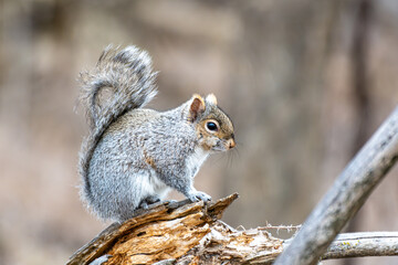 A Canadian grey squirrel perches on a broken tree in Quebec's Île Saint-Bernard, a moment of quiet...