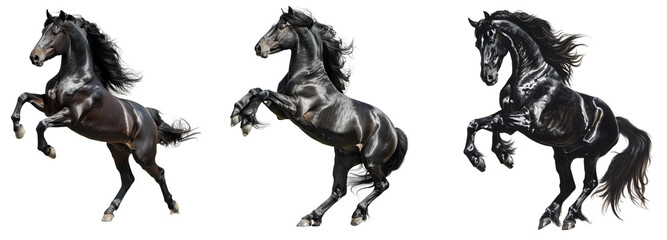 black horse rearing up on its hind legs isolated  on transparent background. 
