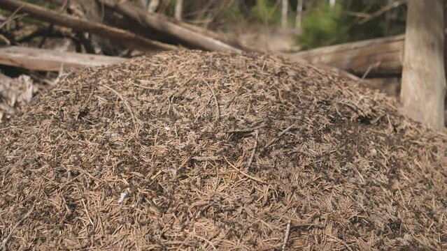 ants crawling on the ant hill in the woods