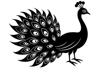 peacock illustration