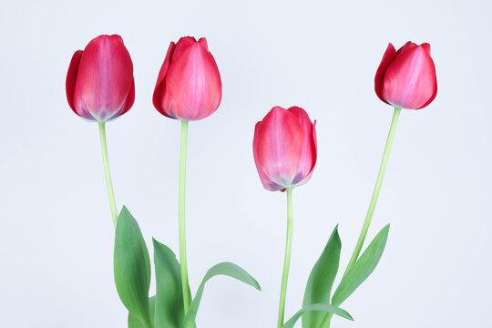 Red Tulips