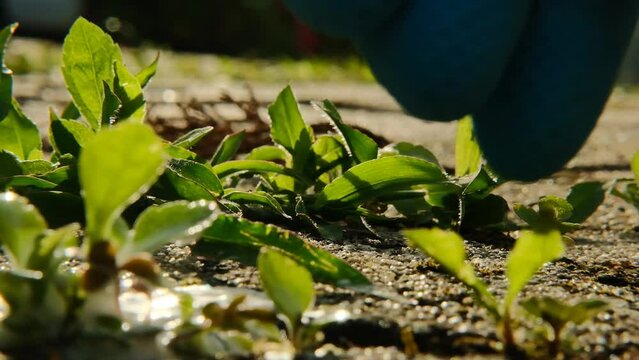 Weed Control Chemicals. Removing weeds from tiles and paving.Splashes of spray fly into the grass growing on the paving slabs of the yard.Weed killer spray. 4k footage