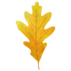 Oak leaf watercolor style, fall leaves illustration transparent background, PNG