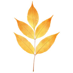 Yellow Ash leaf watercolor style, fall leaves illustration transparent background, PNG