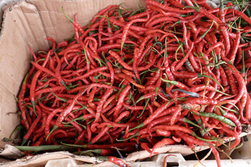 Fototapeta premium Pile of fresh curly red chilies in a basket, at a traditional market, stock photo. 