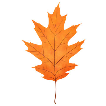 Oak leaf watercolor style, fall leaves illustration transparent background, PNG