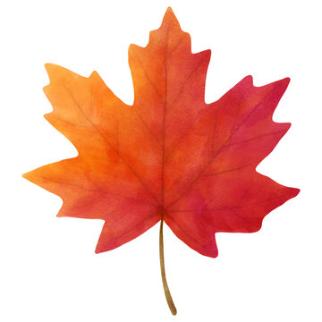Maple leaf watercolor style, fall leaves illustration transparent background, PNG