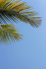 Fototapeta premium palm tree and blue sky