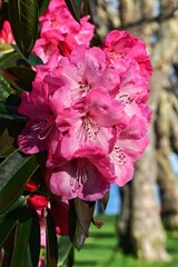 Beautiful rhododendron flowers in spring, Victoria, BC, Canada