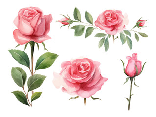 Set of floral elements Flower and green leaves. Wedding concept Floral poster, invite. Illustration arrangements for greeting card or invitation design set element with isolated white background