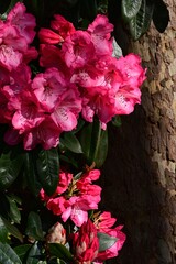 Beautiful rhododendron flowers in spring, Victoria, BC, Canada
