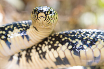 Spotted King Snake looking at camera