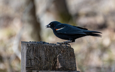 In Quebec's Île Saint-Bernard, a Red-winged Blackbird grasps a sunflower seed in its beak, perched...