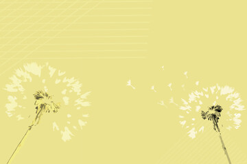 A yellow color background with two dandelions on it