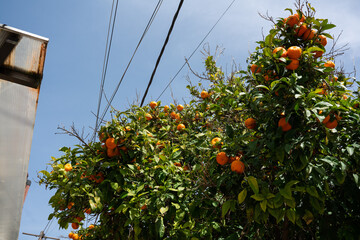 oranges on a tree