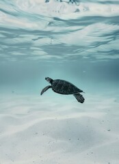 minimalist sea turtle swimming underwater white sand
