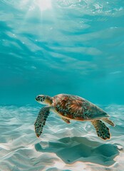 bleu sea turtle swimming underwater white sand