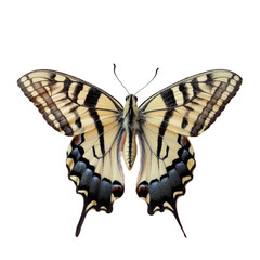 Fototapeta premium A butterfly close-up on a transparent backdrop