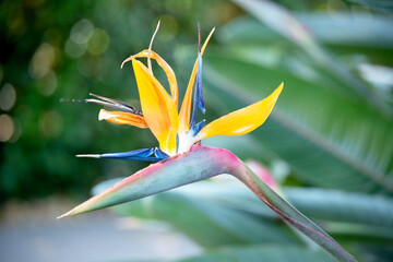 The orange and blue flower has two erect pointed petals and five stamens.