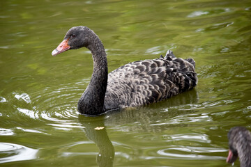 Fototapeta premium the black swan has black feathers edged with white on its back and is all black on the head and neck. It has a red beak with a white stripe and red eyes