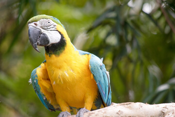 this is a close up of a blue and gold macaw