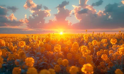 Foto op Canvas A beautiful dawn scene with a vast field of yellow Canola blossoms © Brian Carter