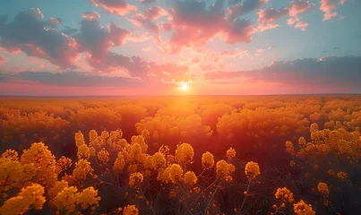 Raamstickers A beautiful dawn scene with a vast field of yellow Canola blossoms © Brian Carter