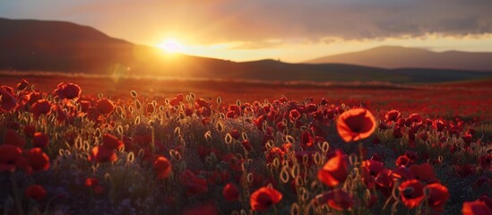 Landscape sunrise at poppy field - obrazy, fototapety, plakaty