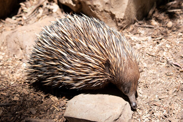 the short nosed echidna has strong-clawed feet and spines on the upper part of a brownish body. The snout is narrow and the mouth is small, with a tongue that is long and sticky