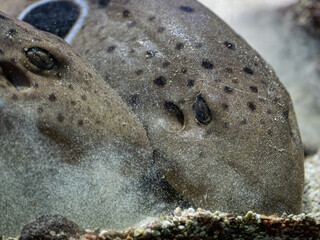 Spotted shark head detail searching the bottom.