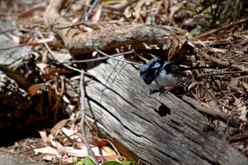 Male fairy wrens have rich blue and black plumage above and on the throat. The belly is grey-white and the bill is black.